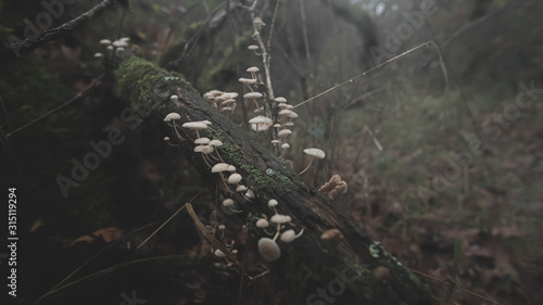 Mushrooms and trees