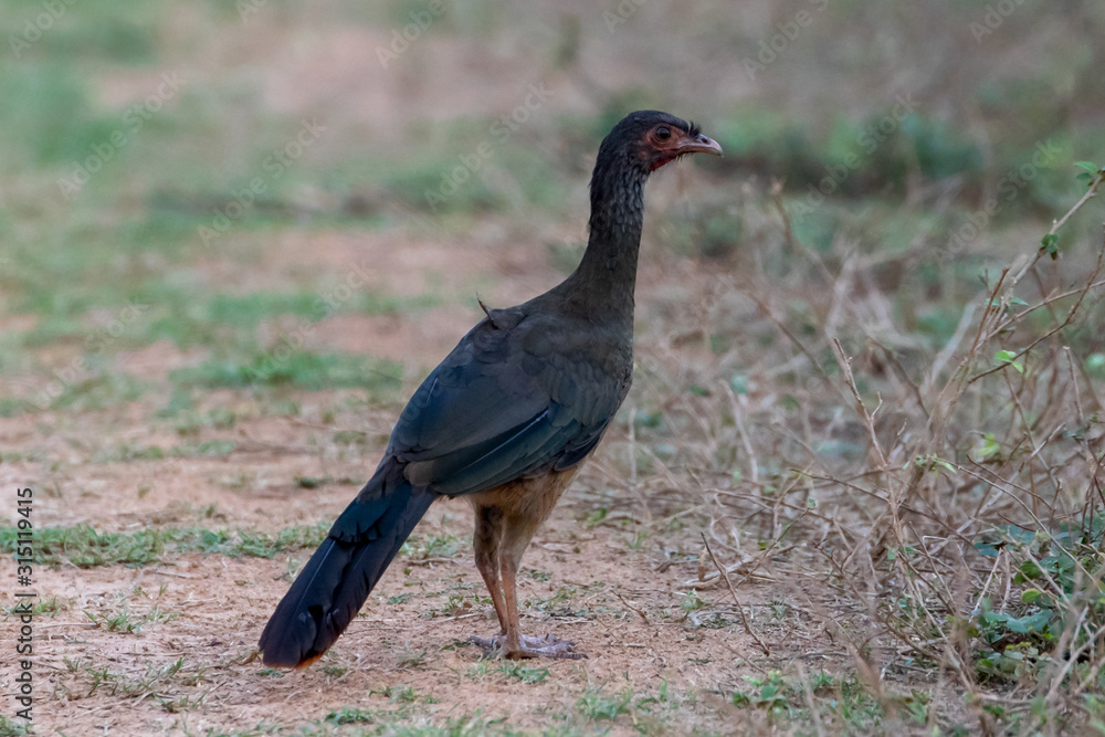 Ein freigestellter Rotbrustguan in der Seitenansicht Ein freigestellter Rotbrustguan in der Seitenansicht