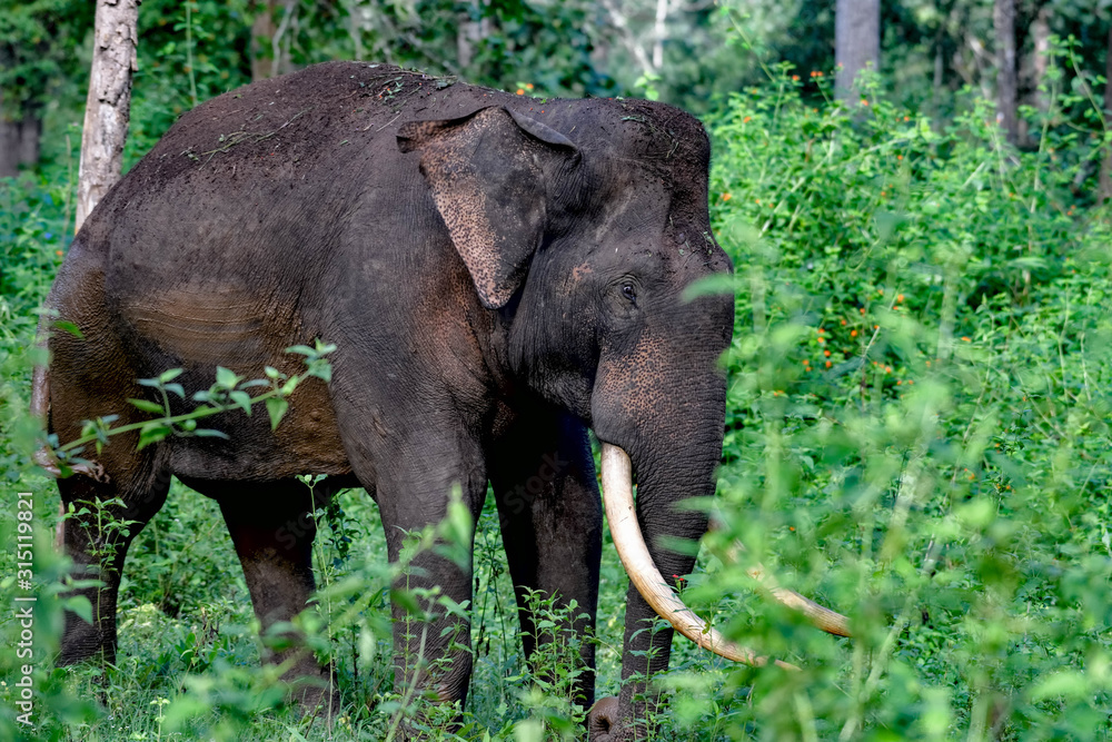elephant in southern indian forest