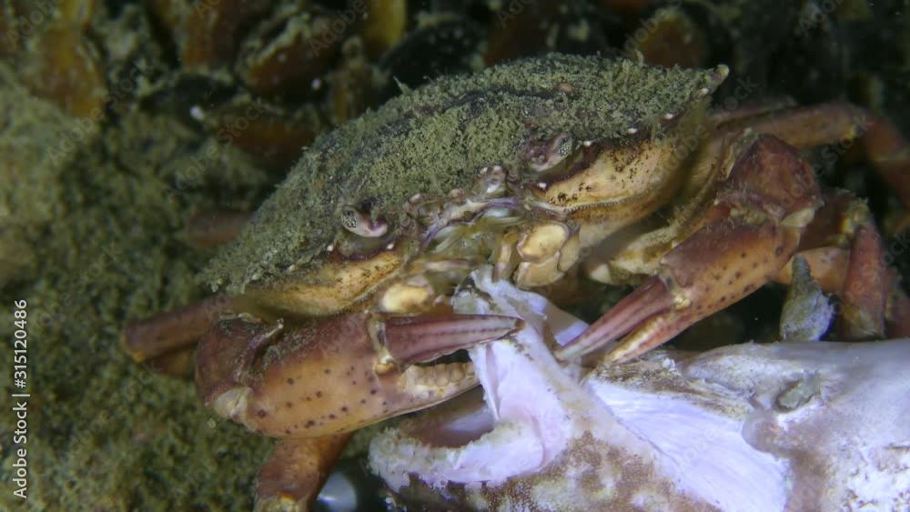 Green crab or Shore crab (Carcinus maenas) eats dead fish, close-up. Green crab or Shore crab (Carcinus maenas) eats dead fish, close-up.