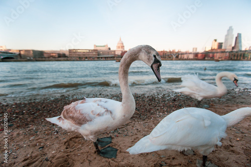  Swans at the River Thames opposite St.Paul's Cathedral