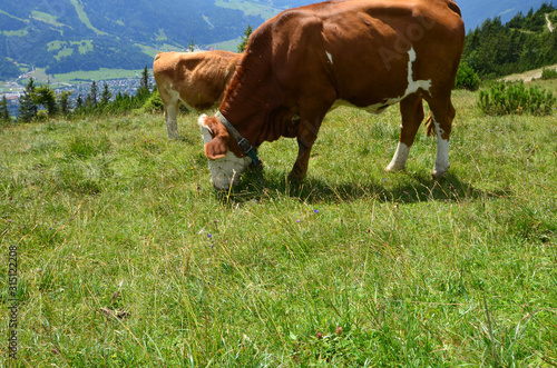 Kuh Alpen Idylle 