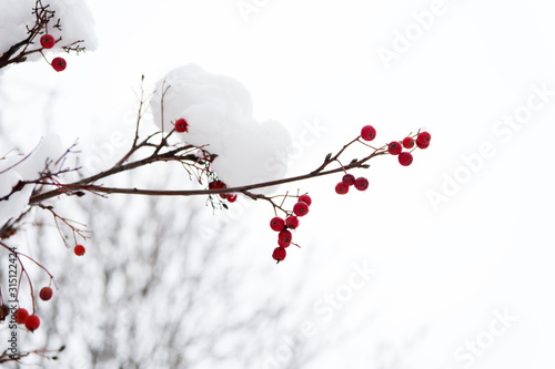 Frozen food. Climate control. Seasonal berries. Christmas rowan berry branch. Hawthorn berries bunch. Rowanberry in snow. Berries of red ash in snow. Winter background. Frosted red berries
