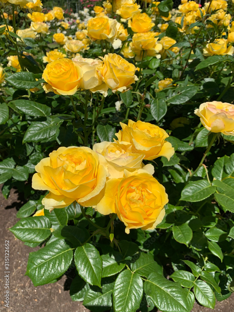 yellow roses