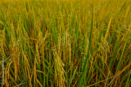 Golden rice field