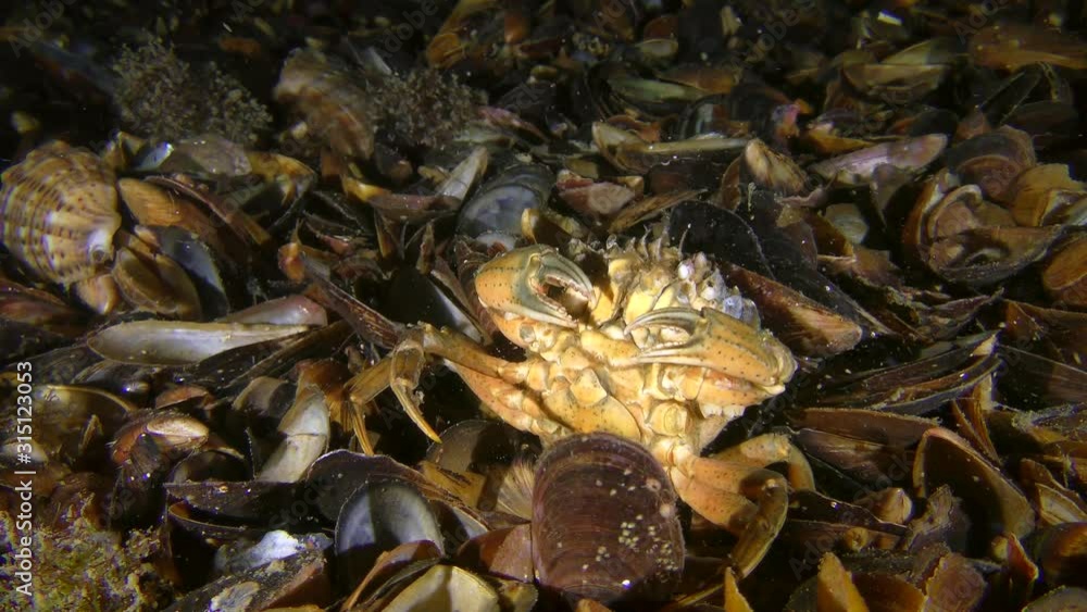 A rare moment of behavior: Green crab or Shore crab (Carcinus maenas) scratches its back on shells on the seabed. A rare moment of behavior: Green crab or Shore crab (Carcinus maenas) scratches its back on shells on the seabed.