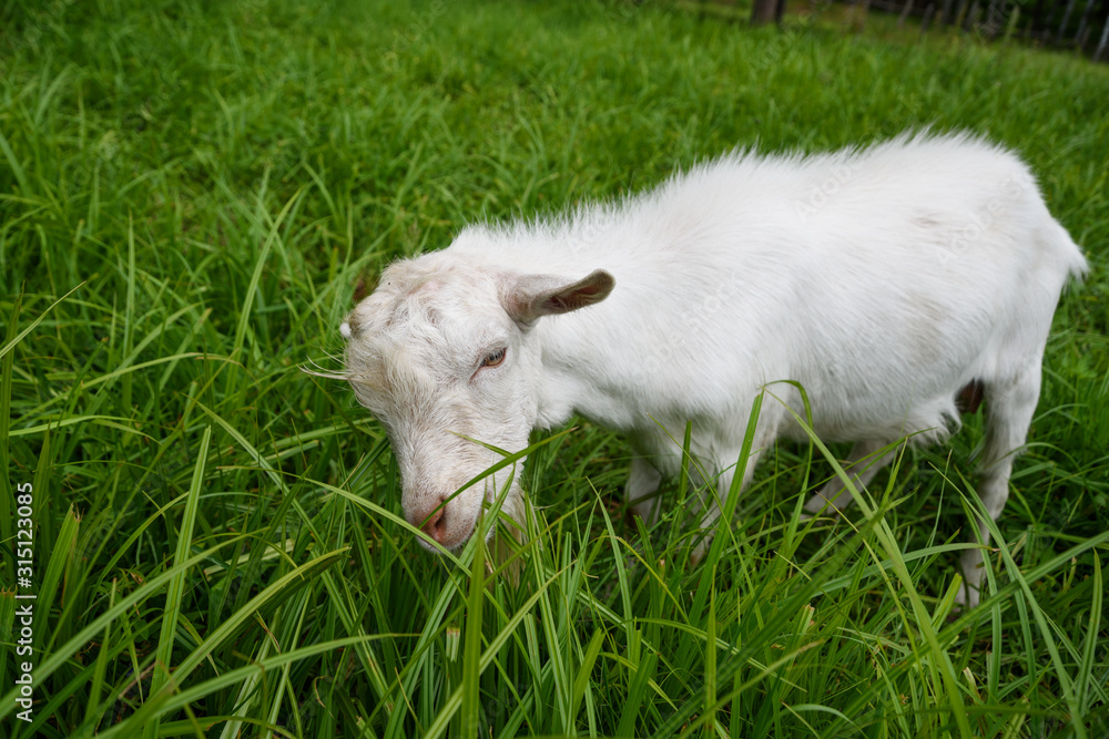 Obraz premium young goat in the meadow eating grass