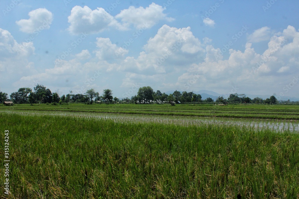 Fototapeta premium green field and blue sky