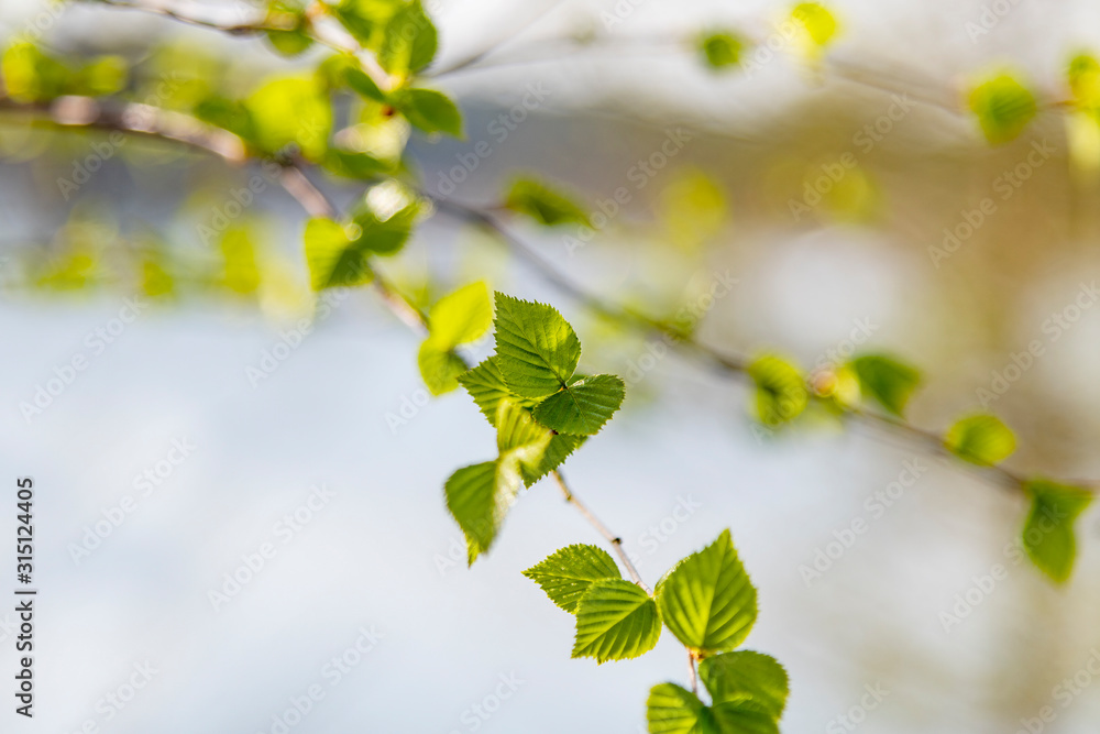 New green leaves in spring time.