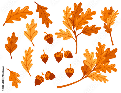 Various oak autumn leaves with acorn flat vector illustration isolated on white background