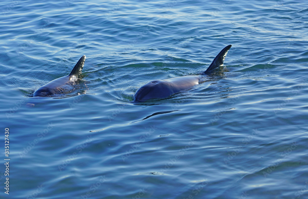 Obraz premium Two wild dolphins in the water in Shark Bay, Australia