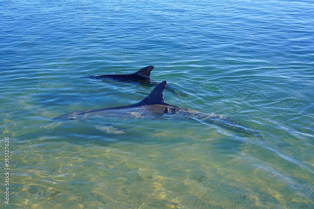 Obraz premium Two wild dolphins in the water in Shark Bay, Australia