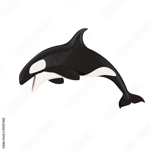 Killer whale(Orcinus orca) cartoon animal design ocean mammal orca flat vector illustration isolated on white background