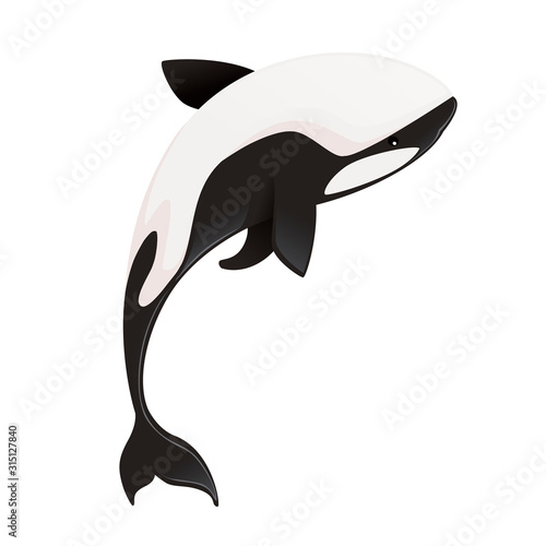 Killer whale(Orcinus orca) cartoon animal design ocean mammal orca flat vector illustration isolated on white background
