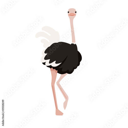 Cute ostrich stay on one leg african flightless bird cartoon animal design flat vector illustration isolated on white background