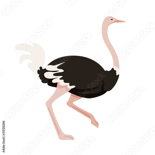 Cute ostrich running african flightless bird cartoon animal design flat vector illustration isolated on white background