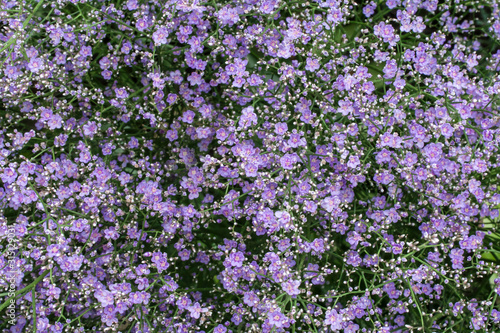 purple flowers in the garden © polinin