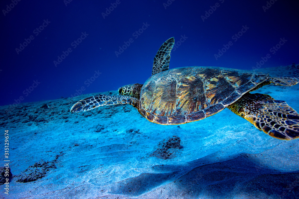 A turtle underwater in deep blue ocean hovering over sandy bottom background.