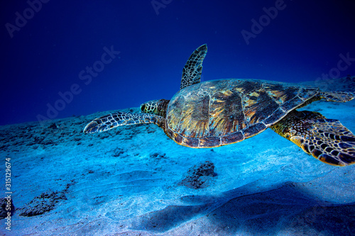 A turtle underwater in deep blue ocean hovering over sandy bottom background. © willyam