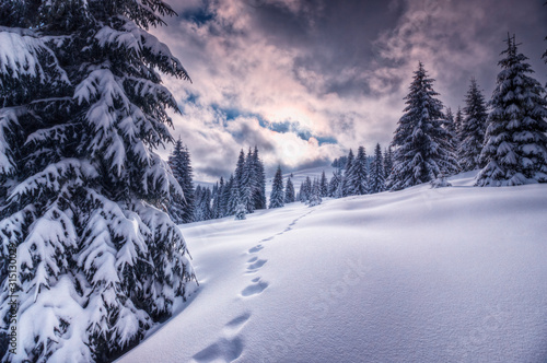 Splendid scenery in winter. Snow-cowered pine trees under warm sunlight. Fantastic mountain highland. Amazing winter background. Wonderful Christmas Scene © HeavenMan
