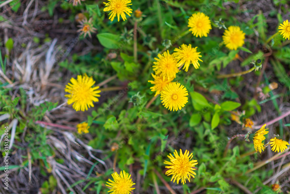 A very colorful dandelion field. Photographed close-up. A very colorful dandelion field. Photographed close-up.