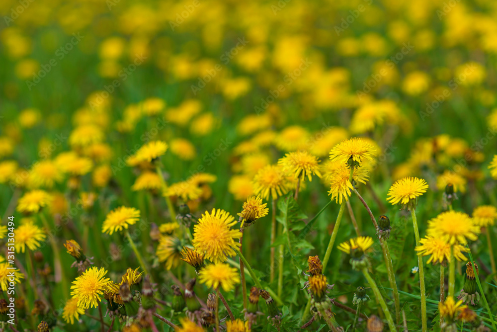 A very colorful dandelion field. Photographed close-up. A very colorful dandelion field. Photographed close-up.