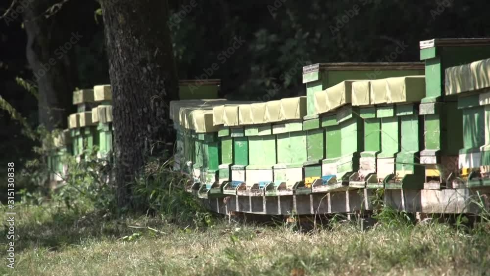 Bienenstock Bienenstock