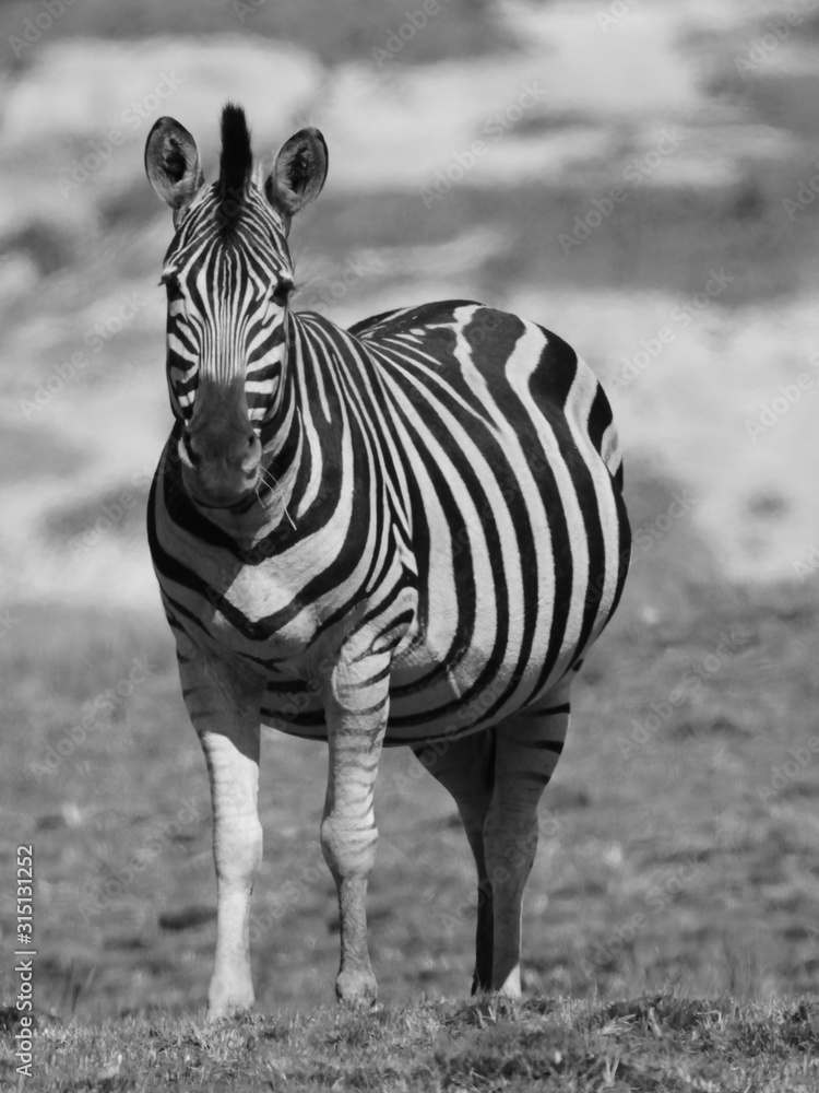Fototapeta premium Zebra at the Golden Gate National Park