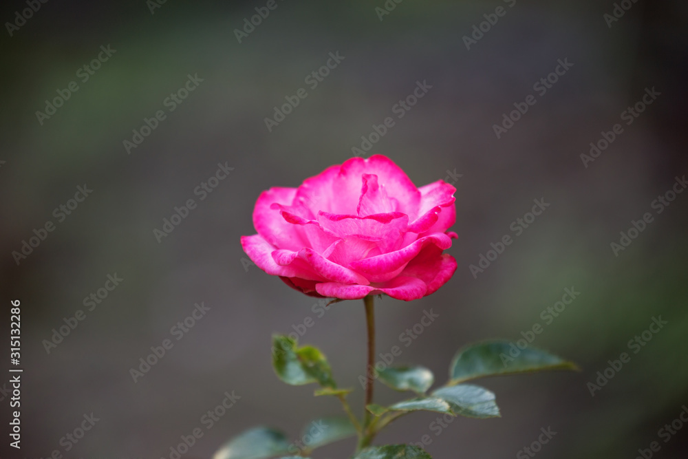 One flower varieties Bella Rosa One flower varieties Bella Rosa