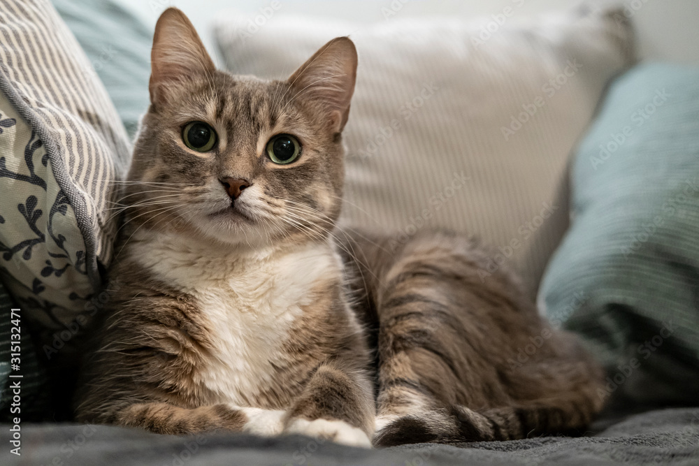 Cute cat is resting on a soft sofa, among the pillows. He lies in an important, beautiful pose and looks with interest at the camera.