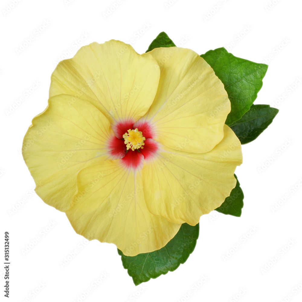 Yellow Hibiscus on white background with path