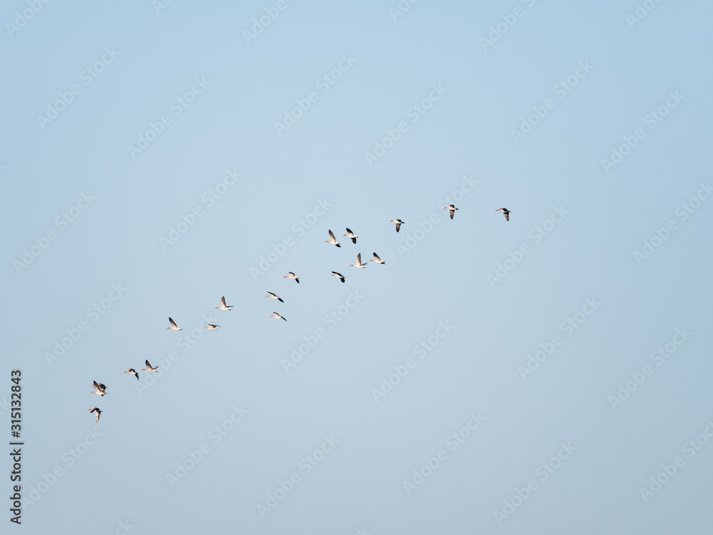 Group of greylag geese, Anser anser, flying against pastel blue sky, bird migration in Netherlands
