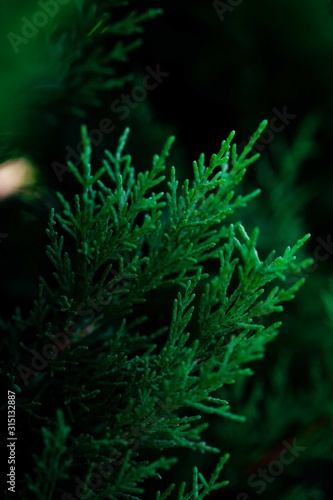 Background of the shrub of juniper