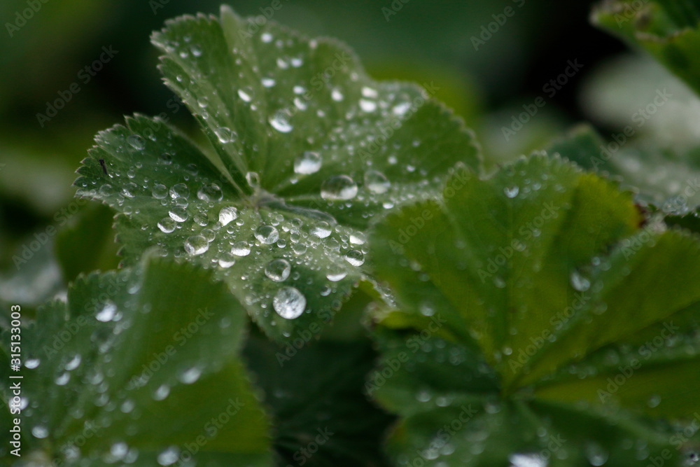 Wassertropfen Wassertropfen