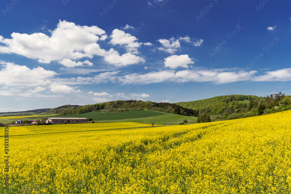 Landschaft mit Rapsfeld