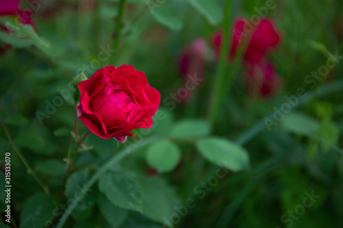 Red rose in a natural green leaves background