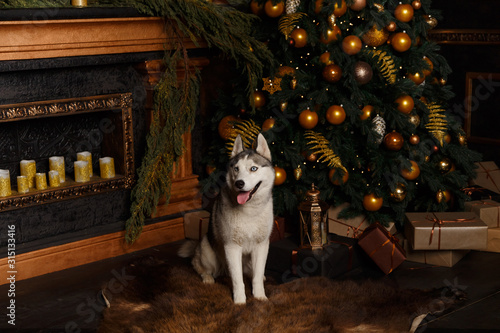 dog near the Christmas tree and presents  © Ирина Савченко
