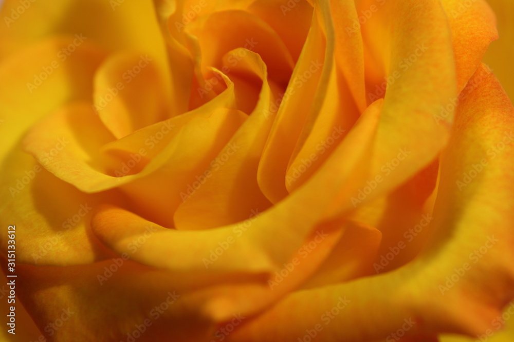 Rose Rose