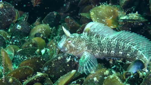 Male Tentacled blenny (Parablennius tentacularis) at the bottom covered with mussel shells, then leaves the frame. photo