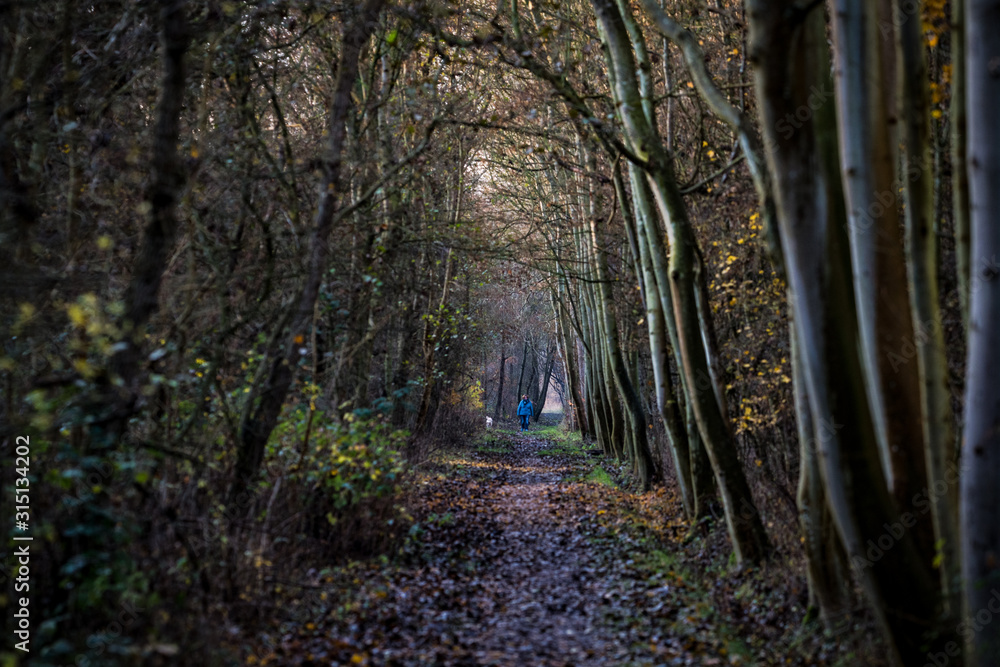 Obraz premium Das Wäldchen im Dezemberabendnebel