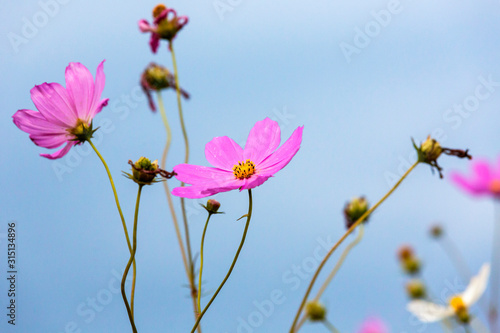 Pink cosmos flowers against the blue sky © hannesthirion