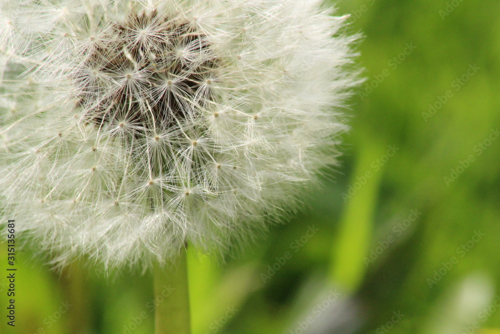 Dandelion Close up