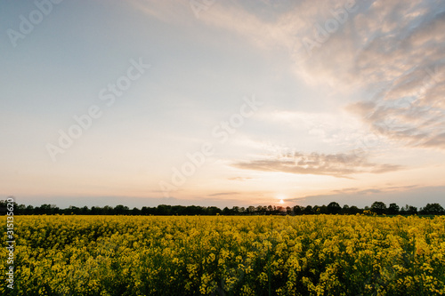 Yellow rapeseed field at sunset
