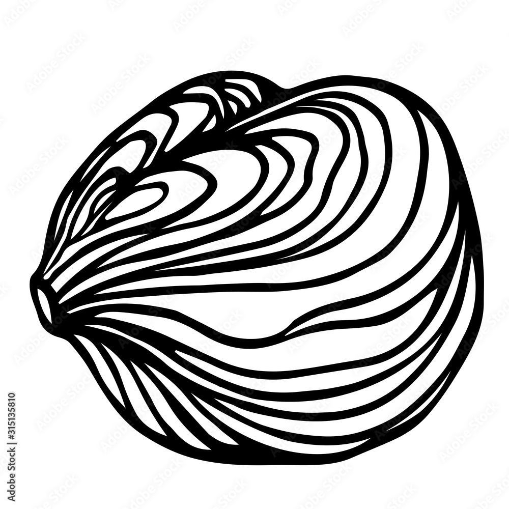 peeled hazelnut kernel, element of decorative ornament or pattern, vector illustration with black contour lines isolated on white background in doodle and hand drawn style peeled hazelnut kernel, element of decorative ornament or pattern, vector illustration with black contour lines isolated on white background in doodle and hand drawn style