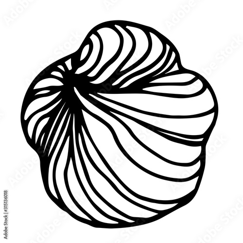 peeled hazelnut kernel, element of decorative ornament or pattern, vector illustration with black contour lines isolated on white background in doodle and hand drawn style