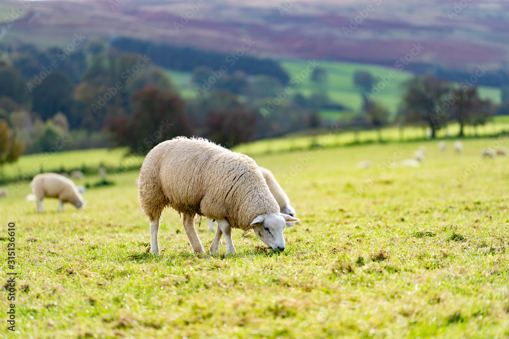 Field of white sheep in the highlands in Sky,Mountain range at sunset,Beautiful mountains landscape view,England , United of kingdom,UK Field of white sheep in the highlands in Sky,Mountain range at sunset,Beautiful mountains landscape view,England , United of kingdom,UK
