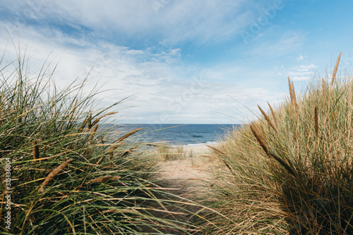 Dune grass with the ocean and blue sky