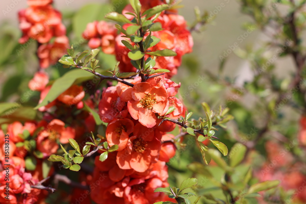 red flowers on the branches flowering chaenomeles, Red Japanese quince flowers