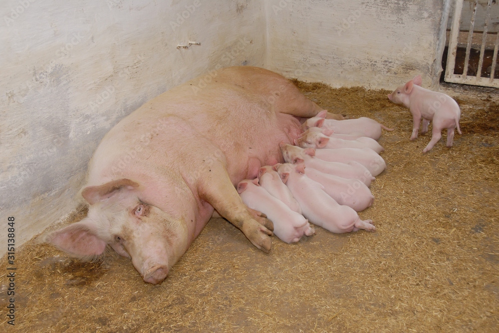 A pig on a farm feeds piglets A pig on a farm feeds piglets