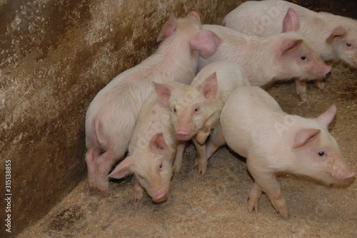 Piglets on the farm close-up